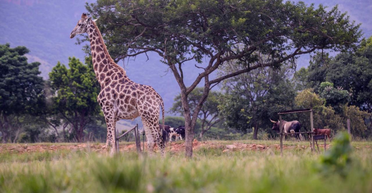Caracal Lodge Alkmaar Luaran gambar