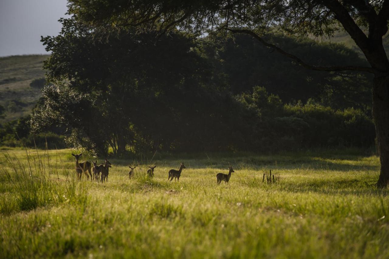 Caracal Lodge Alkmaar Luaran gambar