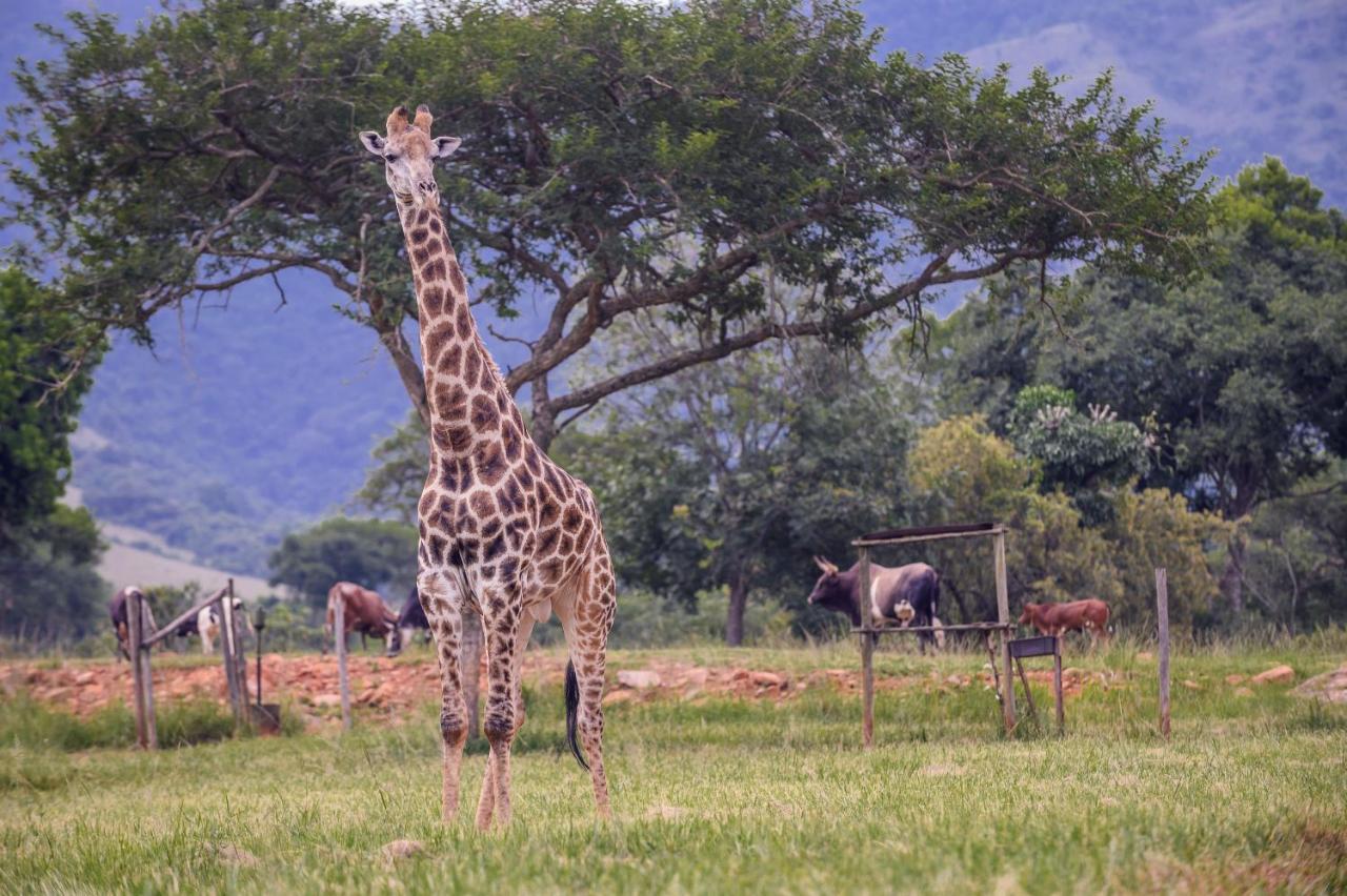 Caracal Lodge Alkmaar Luaran gambar