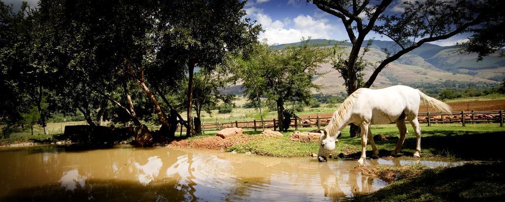 Caracal Lodge Alkmaar Bilik gambar